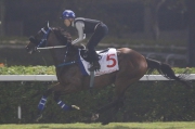 Singapore Airlines International Cup contender Military Attack gallops on Kranji��s turf track this morning.